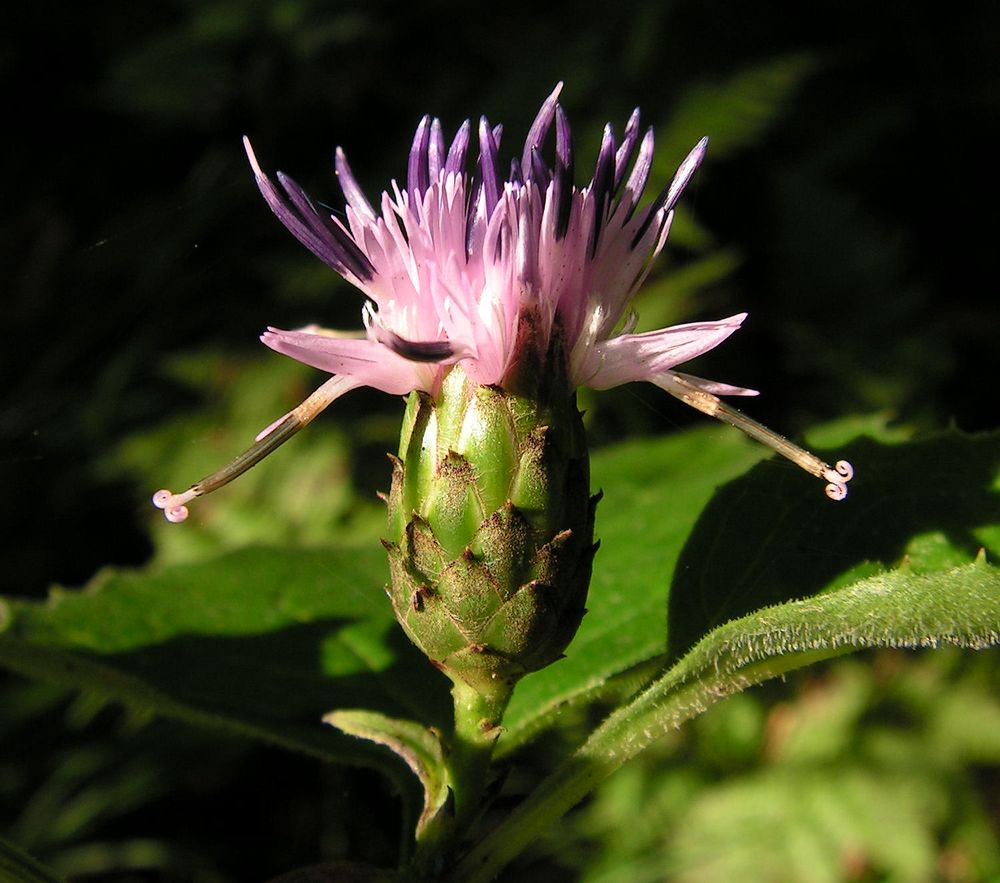 Image of Saussurea grandifolia specimen.