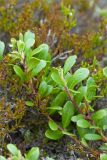 Arctostaphylos uva-ursi