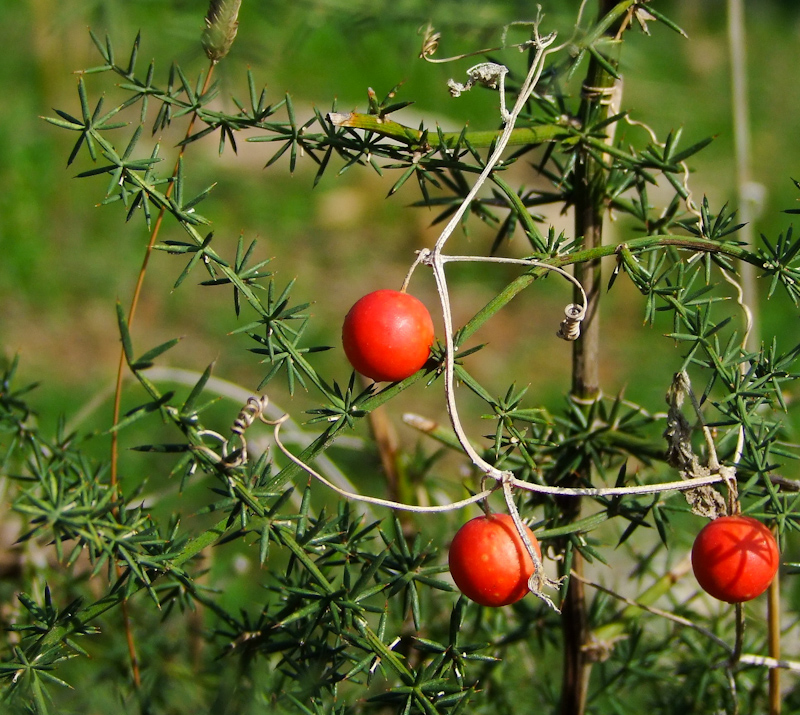 Image of Smilax aspera specimen.