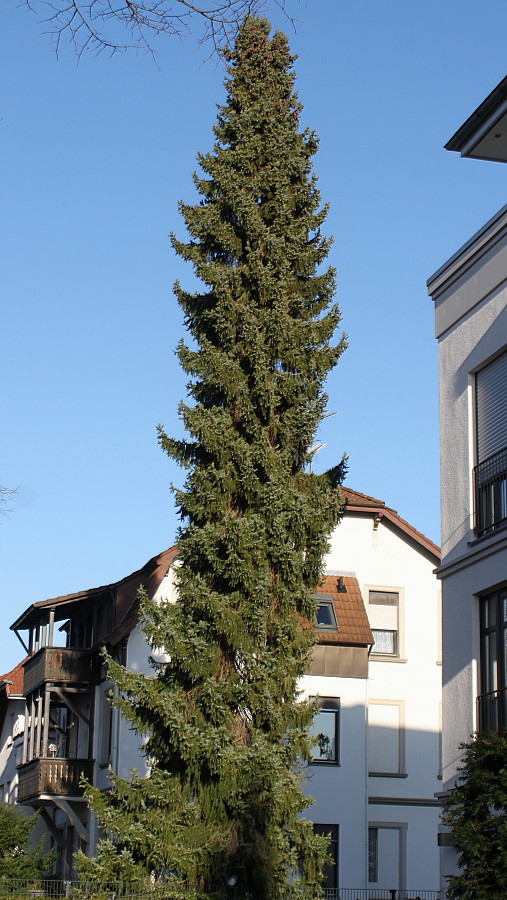 Image of Picea omorika specimen.