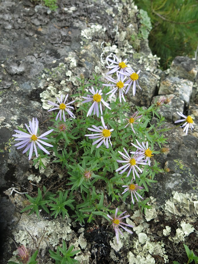 Изображение особи Aster woroschilowii.