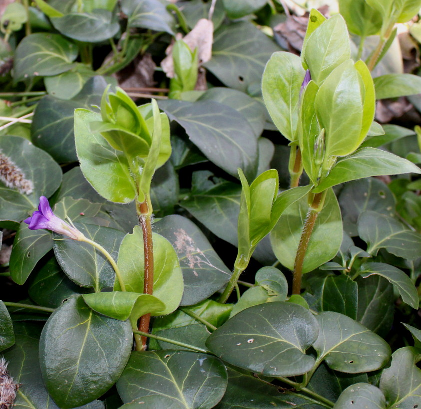 Image of Vinca major specimen.