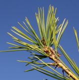 Pinus bungeana. Верхушка побега. Германия, г. Дюссельдорф, Ботанический сад университета. 10.03.2014.