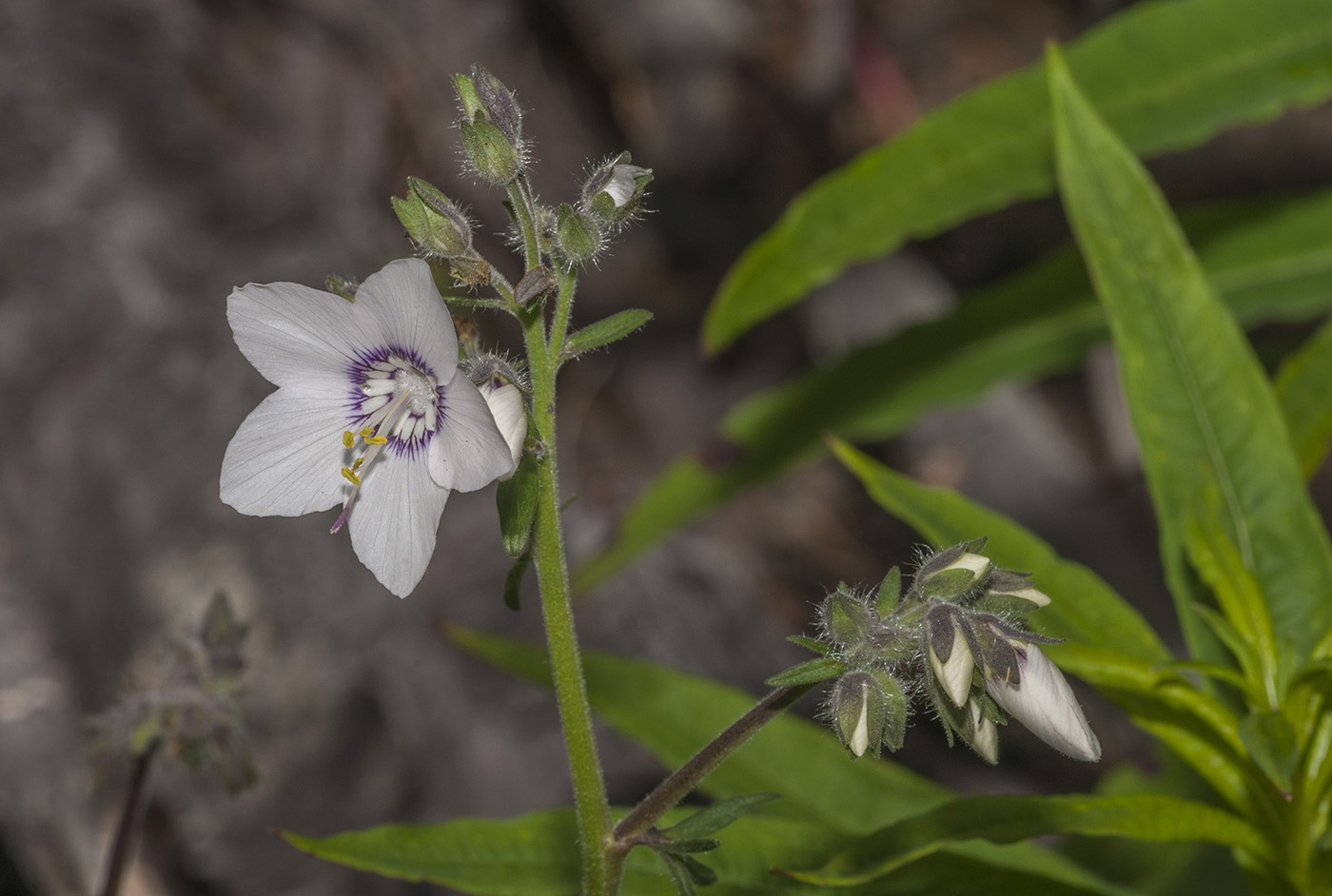 Изображение особи род Polemonium.