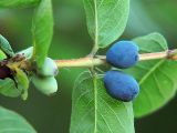 Lonicera caerulea. Зрелые и незрелые соплодия, вид снизу. Санкт-Петербург, 30 июня 2009 г.