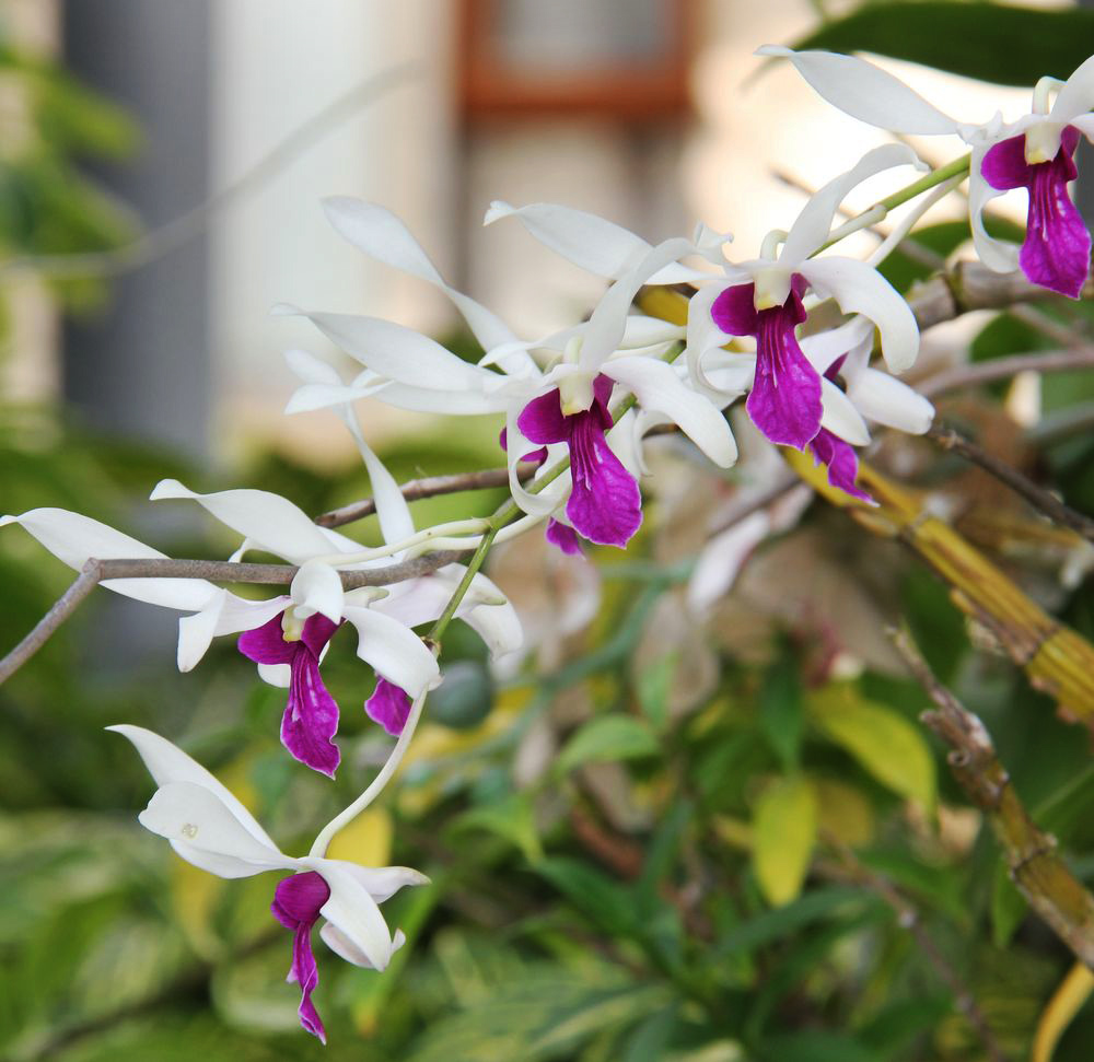 Image of genus Dendrobium specimen.