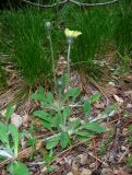 Pilosella officinarum. Расцветающие растения. Крым, окр. с. Соколиное, поляна в буковом лесу, возле сосен. 25 мая 2014 г.