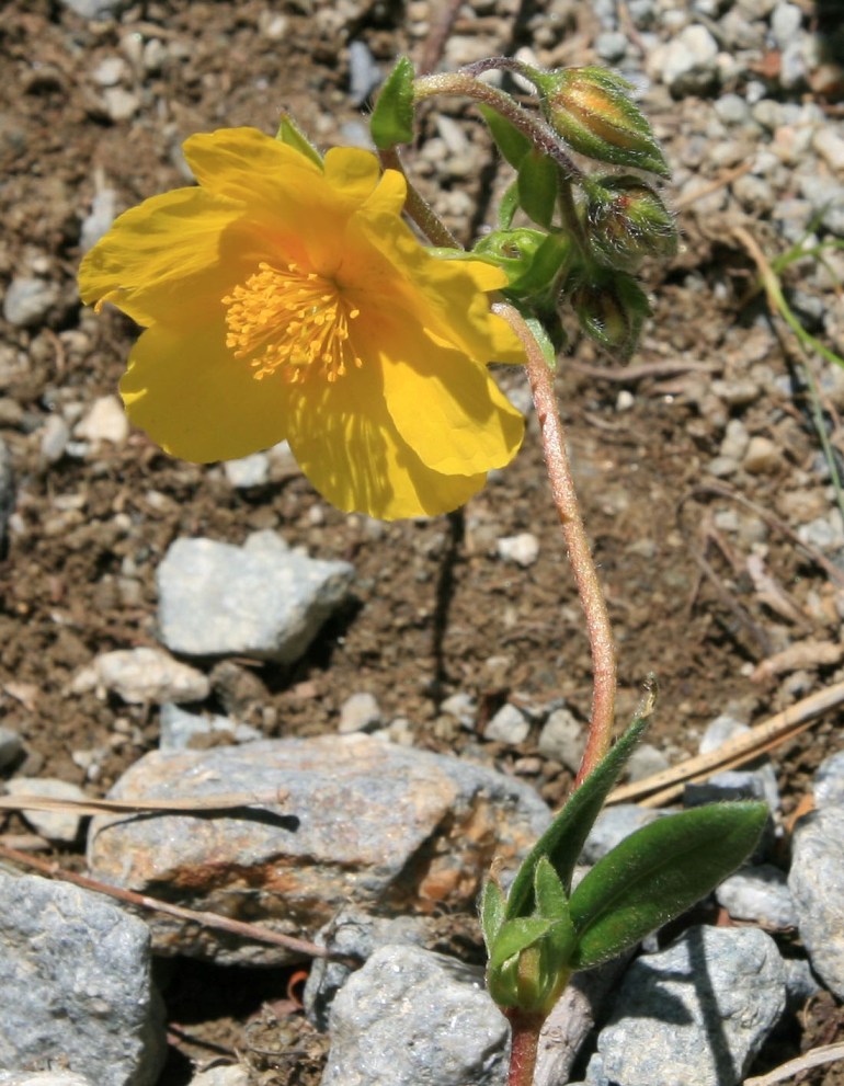 Image of Helianthemum nitidum specimen.