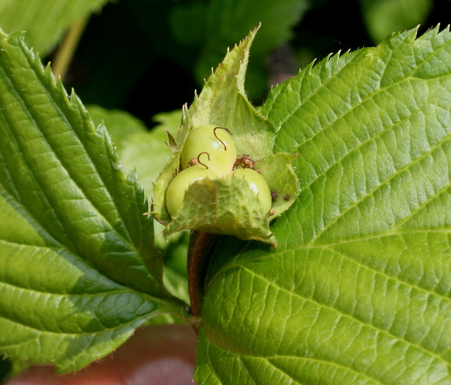 Изображение особи Rhodotypos scandens.