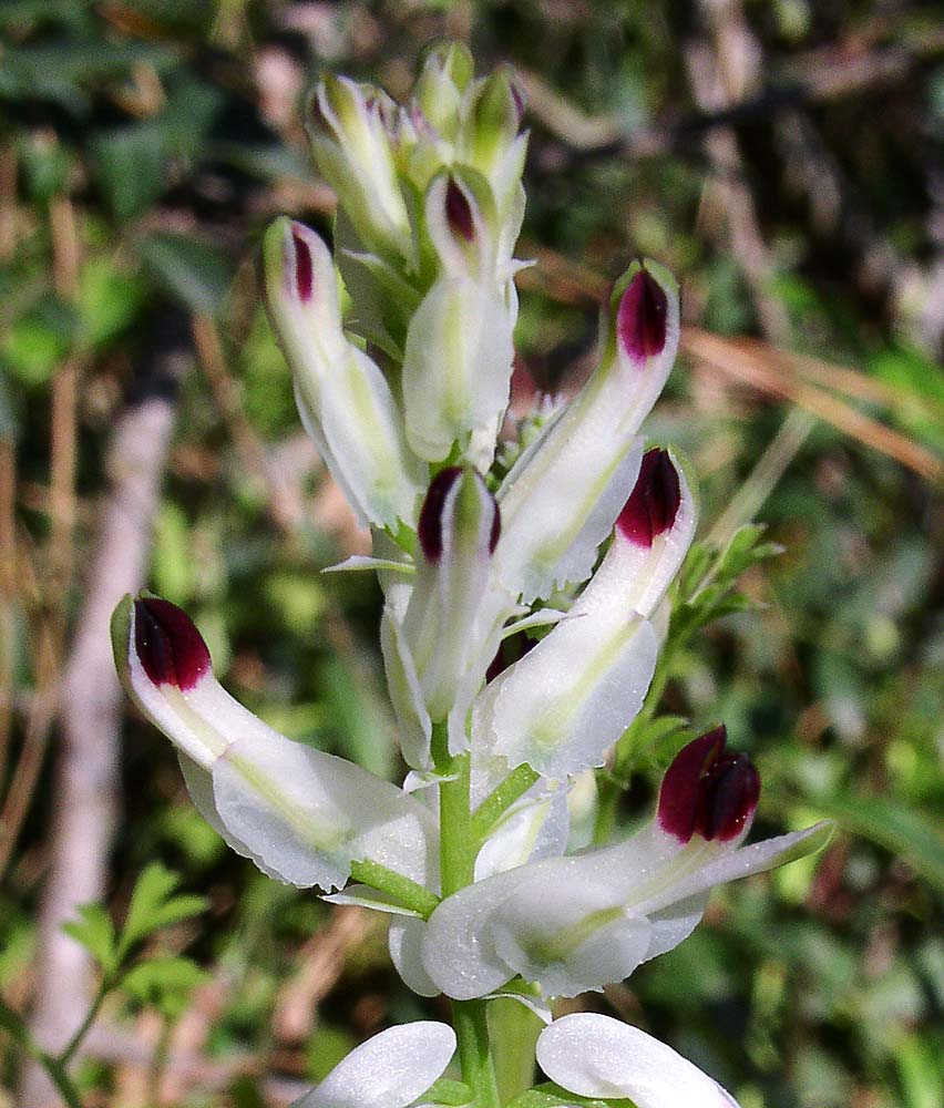 Image of Fumaria capreolata specimen.