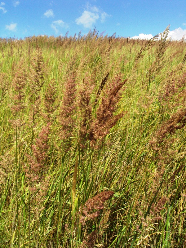 Image of Calamagrostis epigeios specimen.