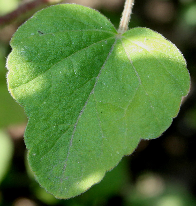 Image of Malva olbia specimen.