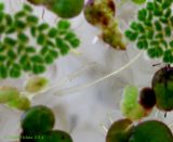 Azolla caroliniana. Корешки растений с какими-то непонятными чехликами. Киев, Институт ботаники, в аквариуме, взято из пруда на Южной Борщаговке. 25 августа 2014 г.