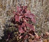 Quercus mongolica. Молодое дерево с листьями в осенней окраске. Амурская обл., в ~40 км севернее г. Благовещенск, холм, поросший дубами. 01.10.2014.