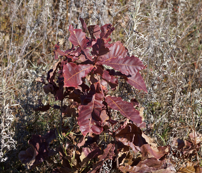 Изображение особи Quercus mongolica.