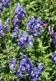 Aconitum cymbulatum. Соцветия. Карачаево-Черкесия, гора Мусса-Ачитара, альпийский луг (выс. около 2700 м н.у.м.). 31.07.2014.