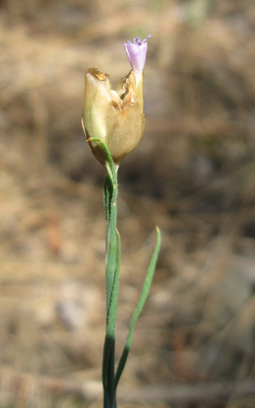 Изображение особи Petrorhagia prolifera.