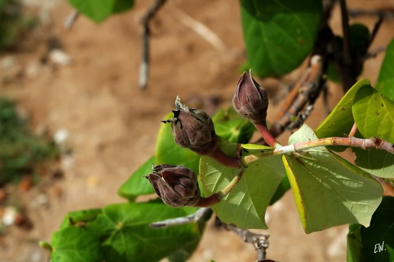 Image of Hibiscus tiliaceus specimen.