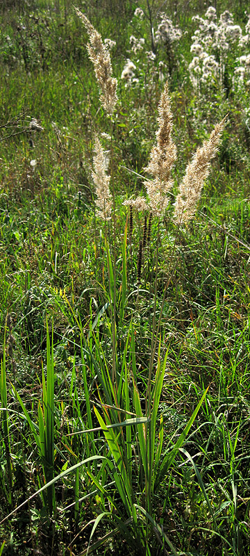 Изображение особи Calamagrostis epigeios.