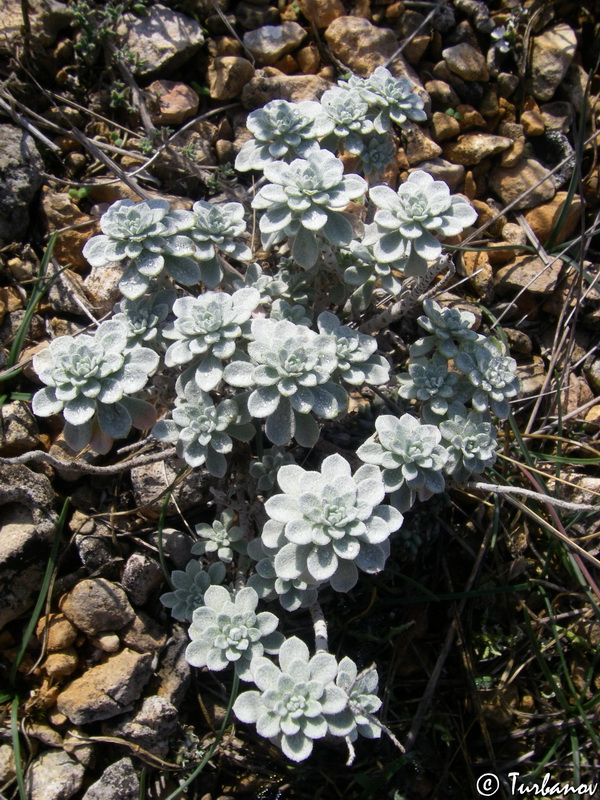 Image of Odontarrhena obtusifolia specimen.