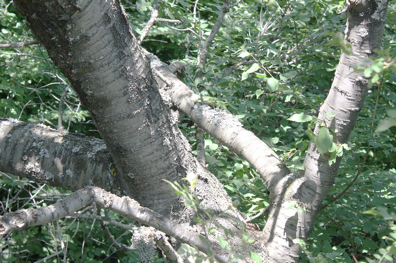 Image of Cerasus avium specimen.