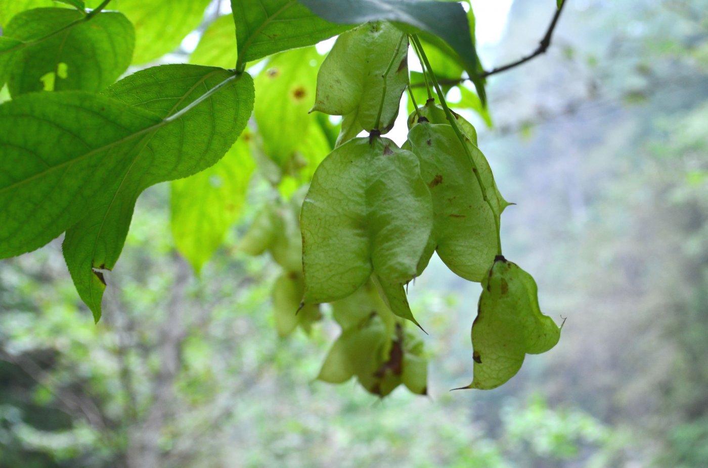 Image of Staphylea colchica specimen.