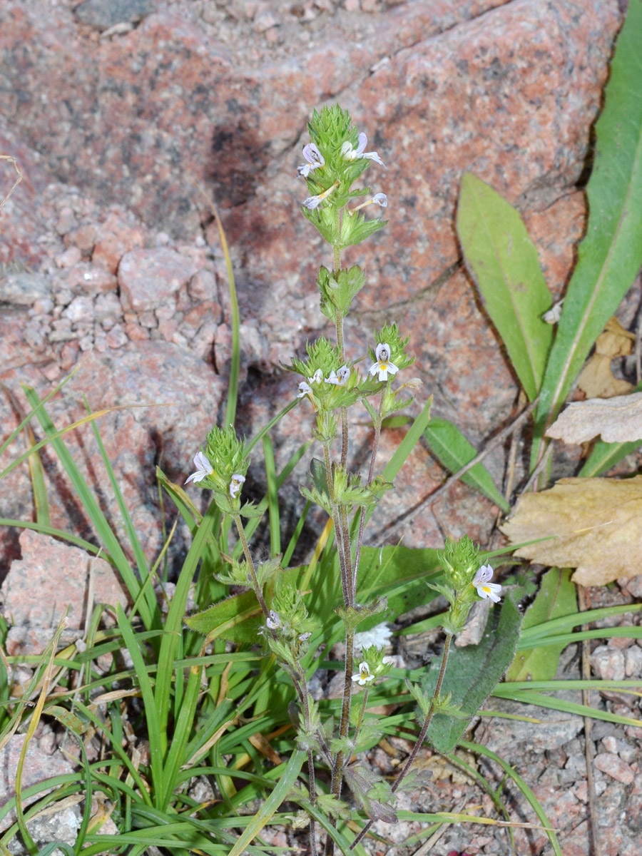 Image of Euphrasia regelii specimen.