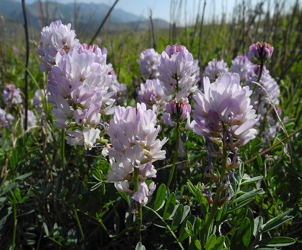 Image of Astragalus rytyensis specimen.