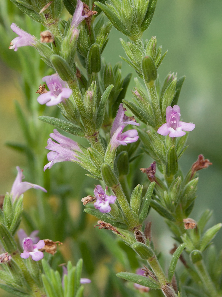 Изображение особи Micromeria cristata ssp. kosaninii.