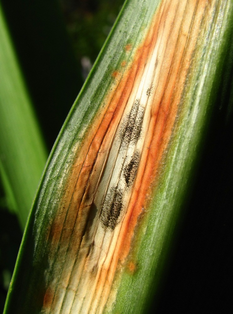 Image of Agapanthus africanus specimen.