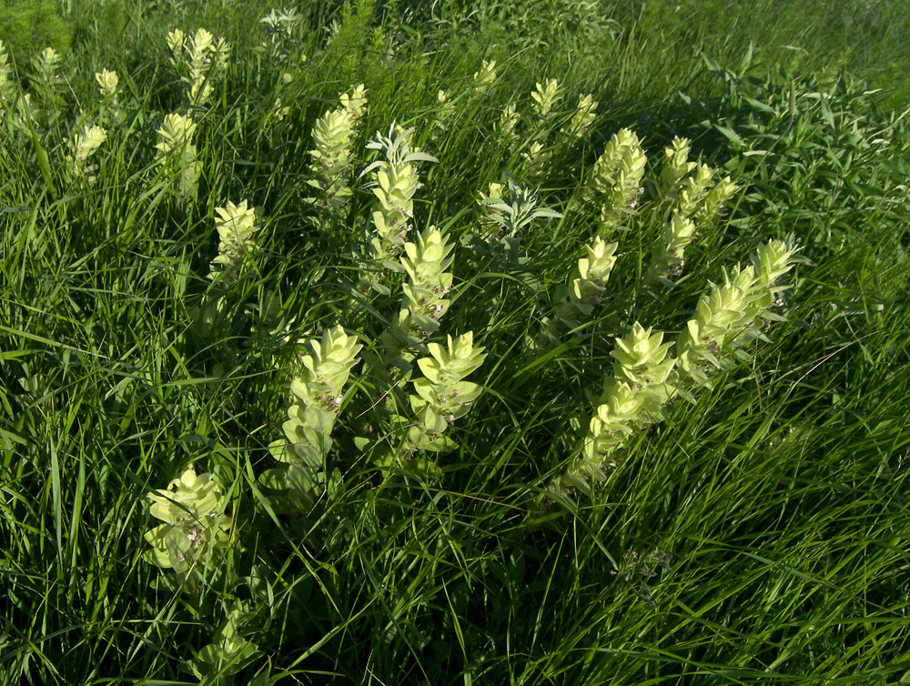 Image of Ajuga laxmannii specimen.