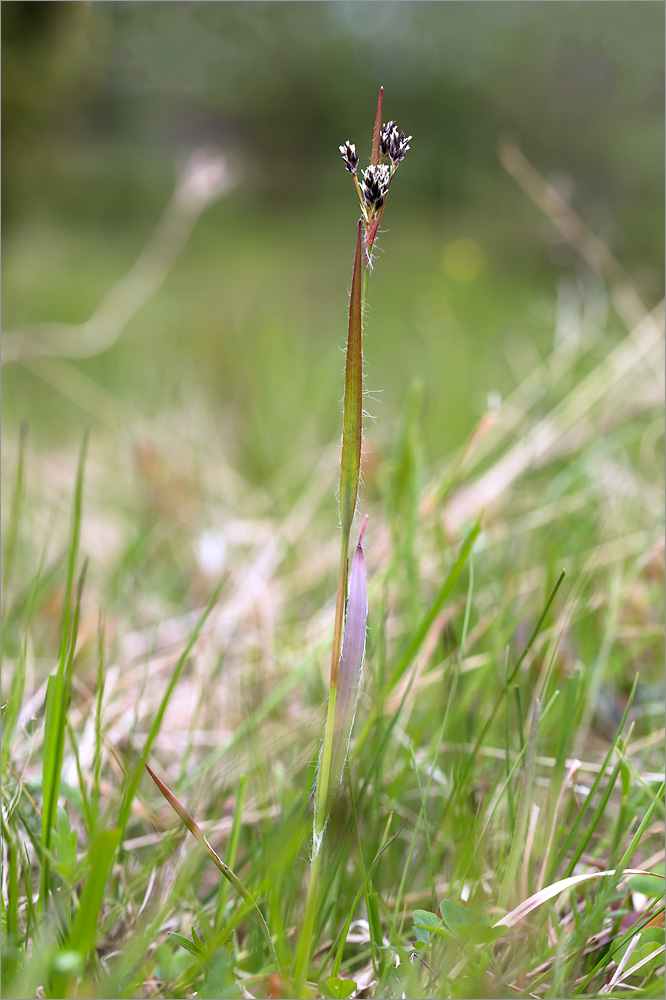 Image of genus Luzula specimen.