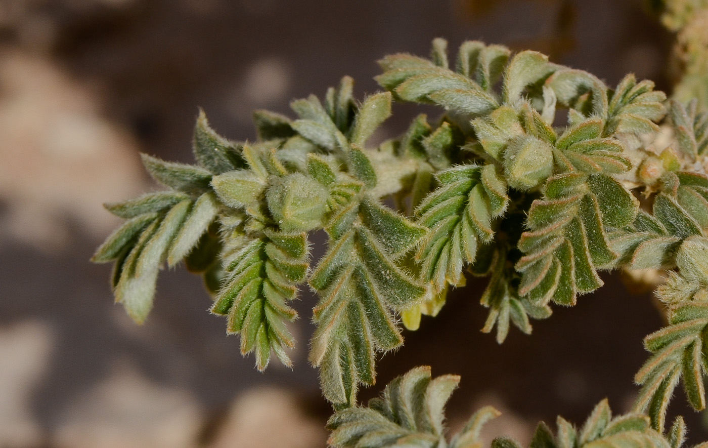 Image of Tribulus macropterus specimen.