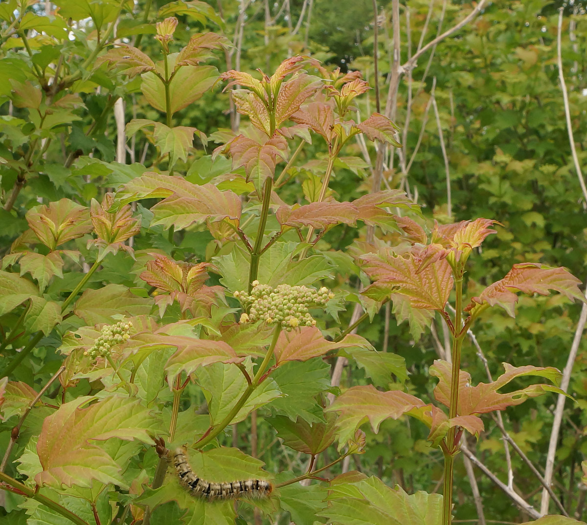 Image of Viburnum opulus specimen.