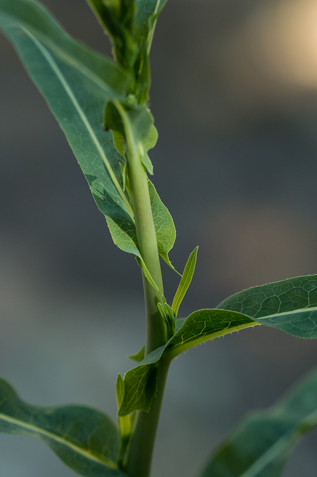 Image of genus Lactuca specimen.