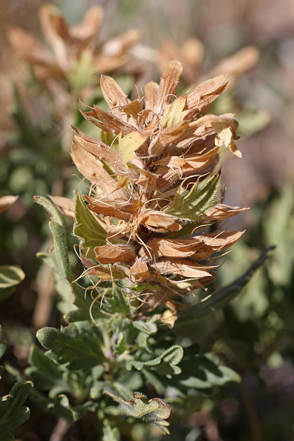 Image of Dracocephalum nodulosum specimen.