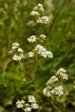 Galium boreale