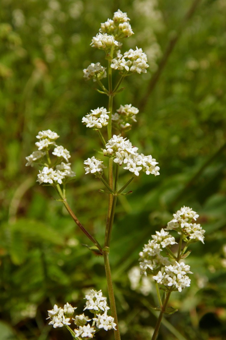 Image of Galium boreale specimen.