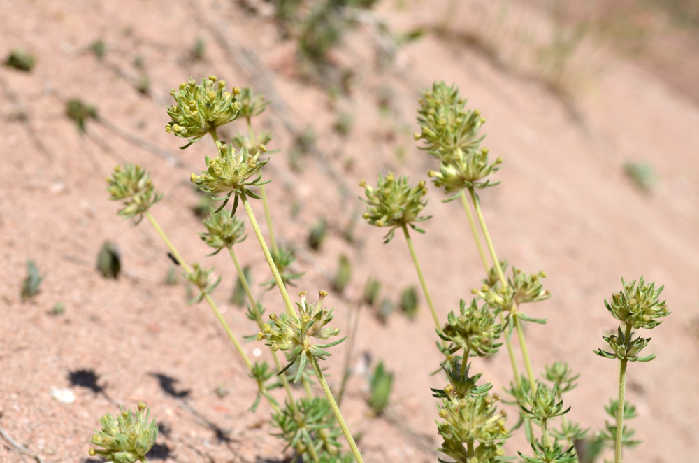 Изображение особи Asperula kirghisorum.