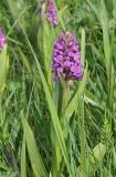 Dactylorhiza incarnata. Верхушка цветущего растения. Восточный Казахстан, Уланский р-н, окр. с. Украинка. 03.06.2011.