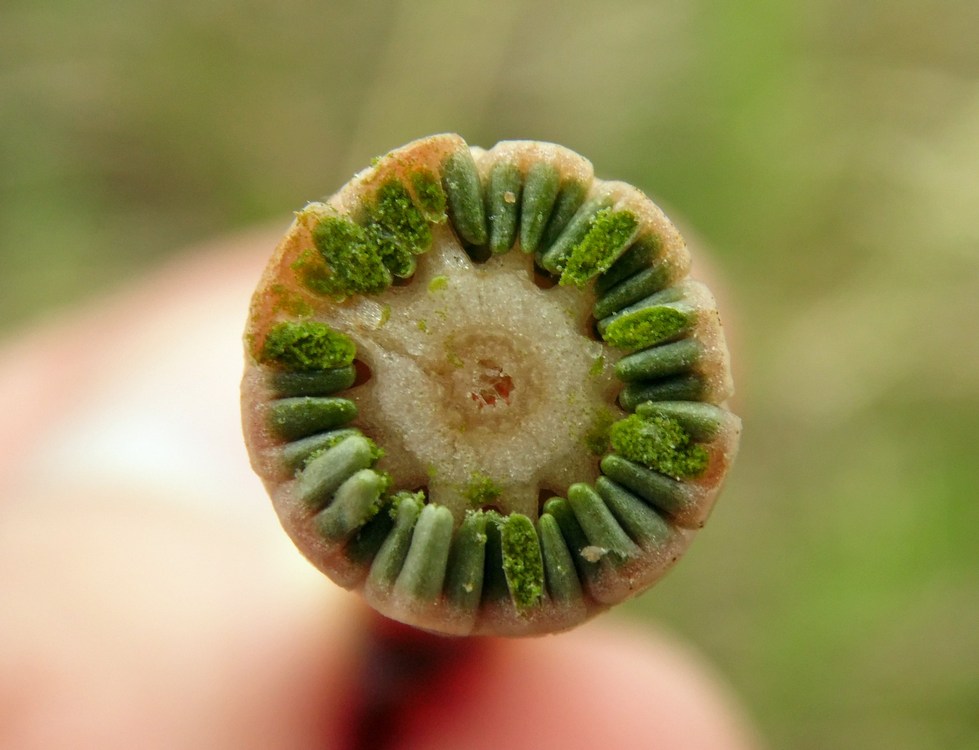 Image of Equisetum arvense specimen.