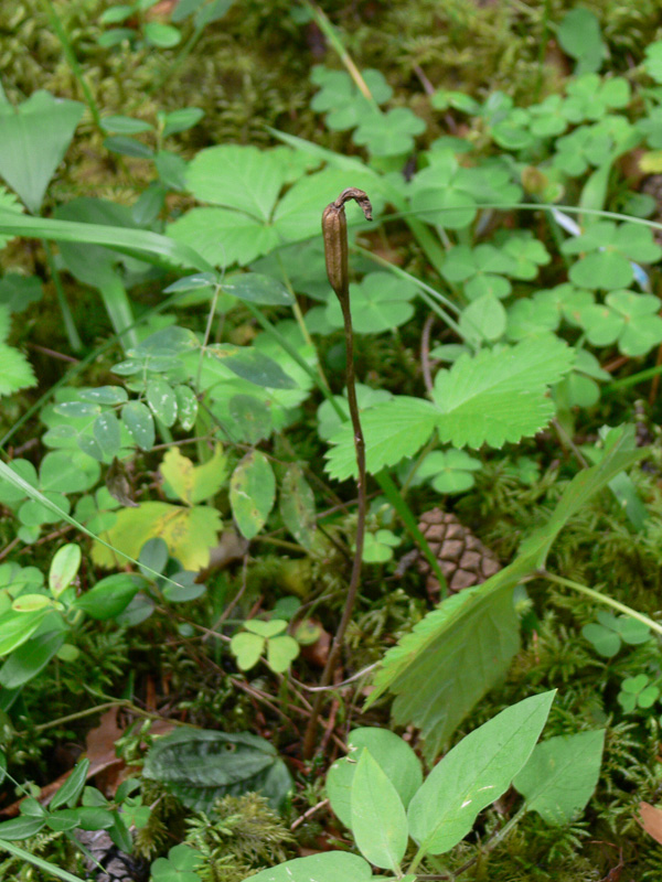 Image of Calypso bulbosa specimen.