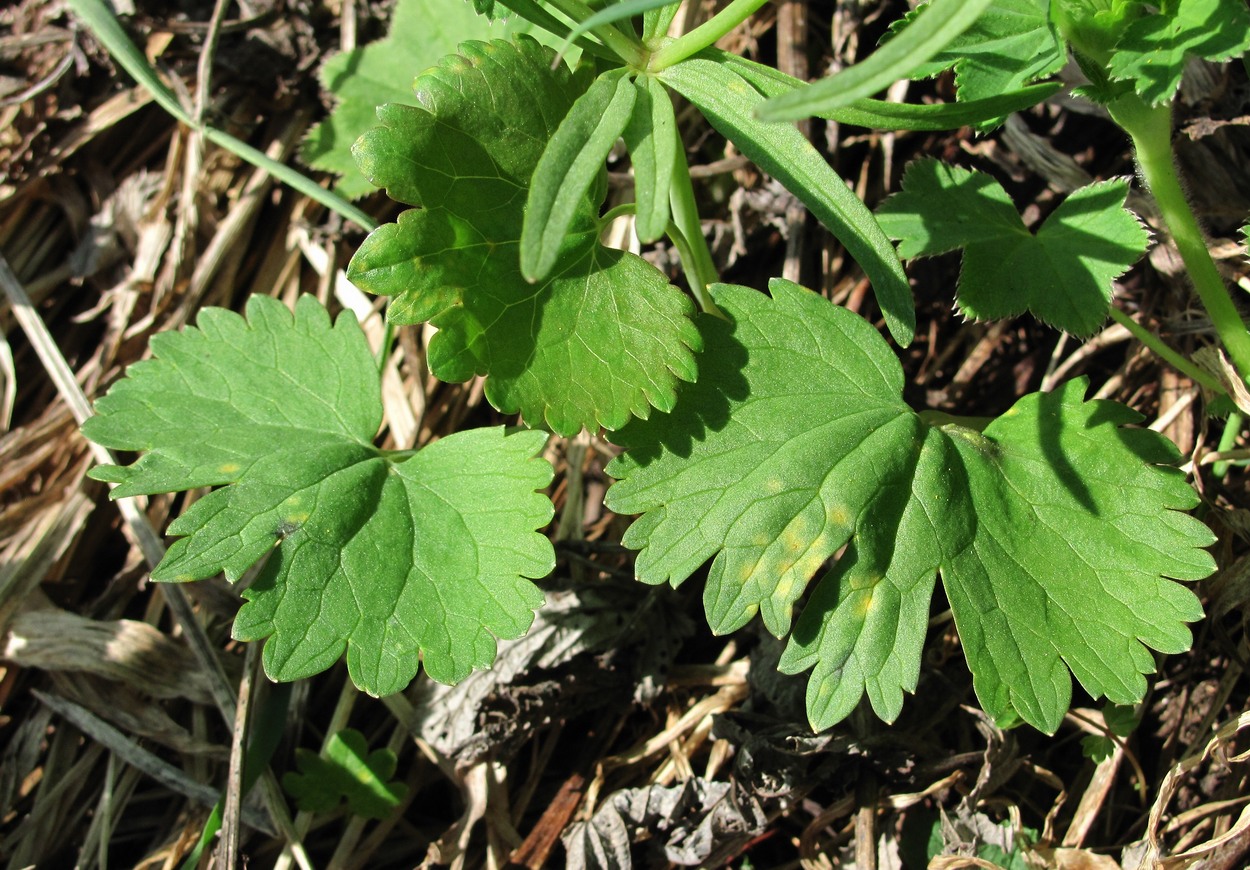 Image of Ranunculus auricomus specimen.