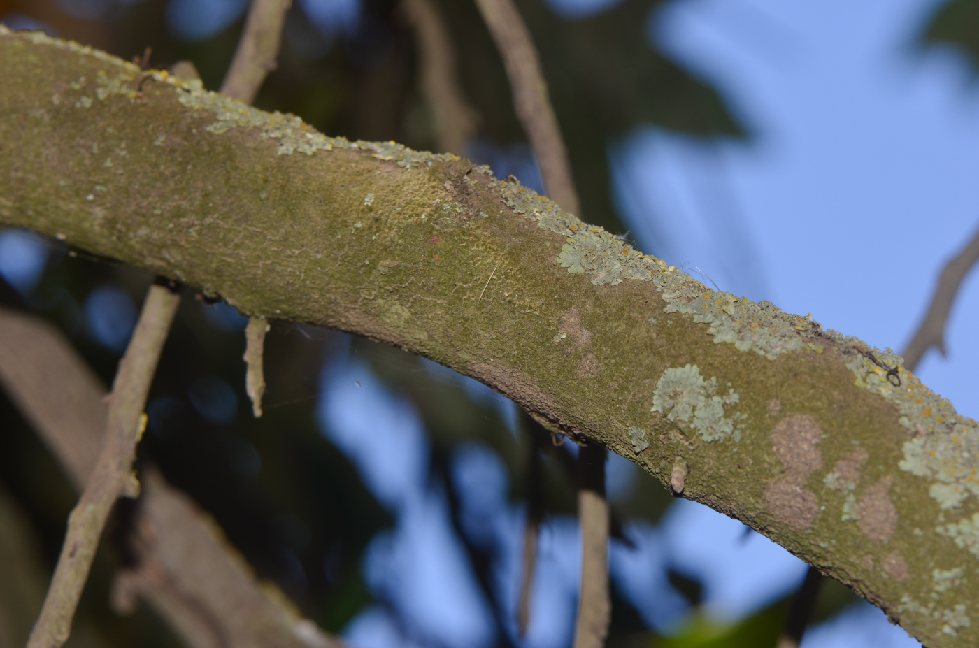 Image of Grevillea hilliana specimen.