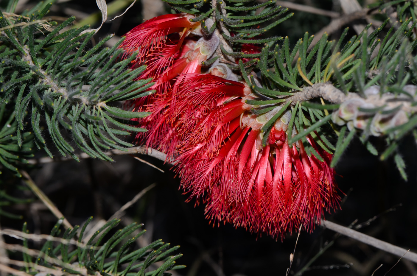 Image of Calothamnus villosus specimen.