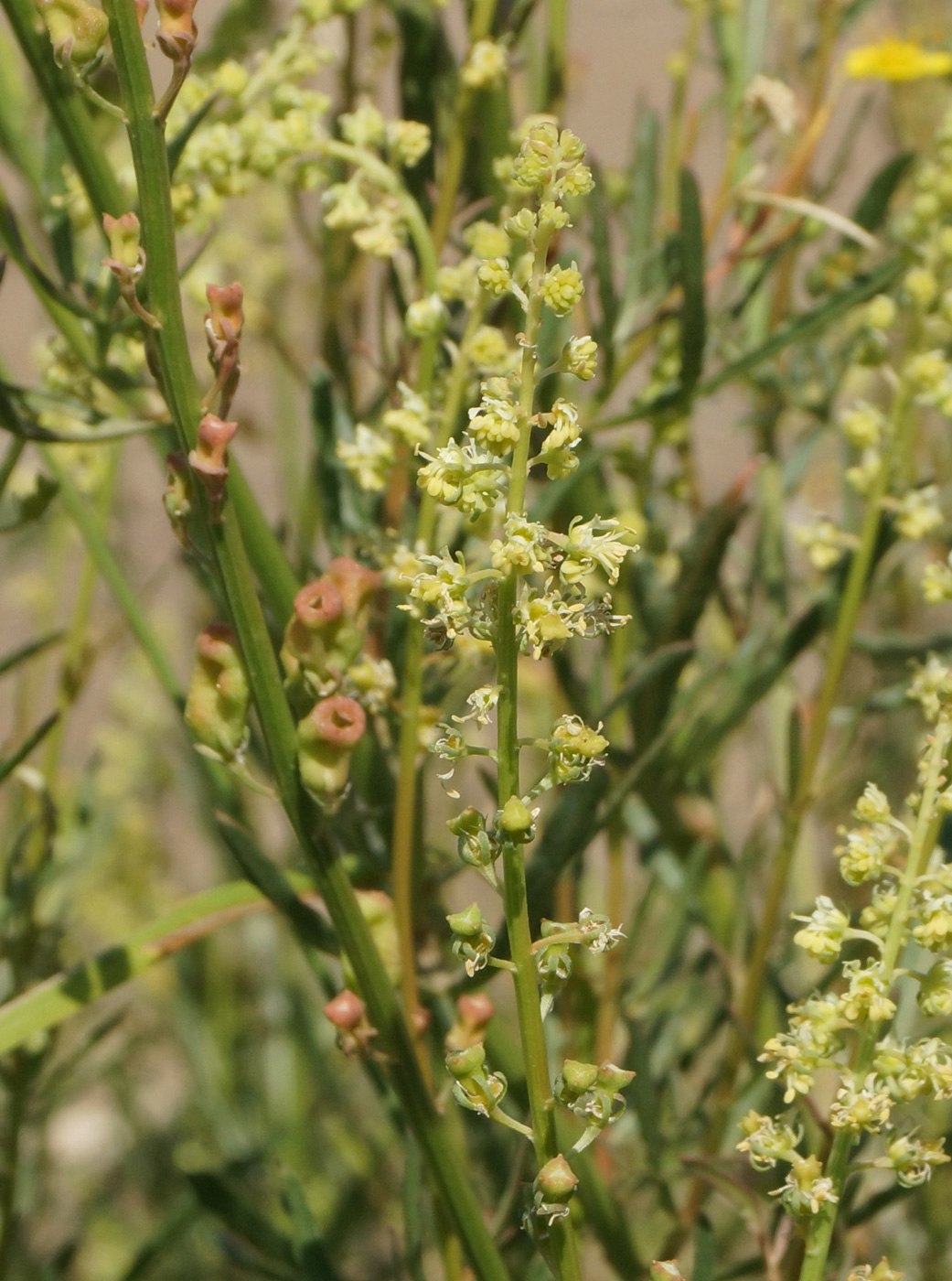 Image of Reseda lutea specimen.