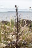 Cirsium palustre. Расцветающее растение. Карелия, Заонежье, каменистая коса. 14.06.2015.