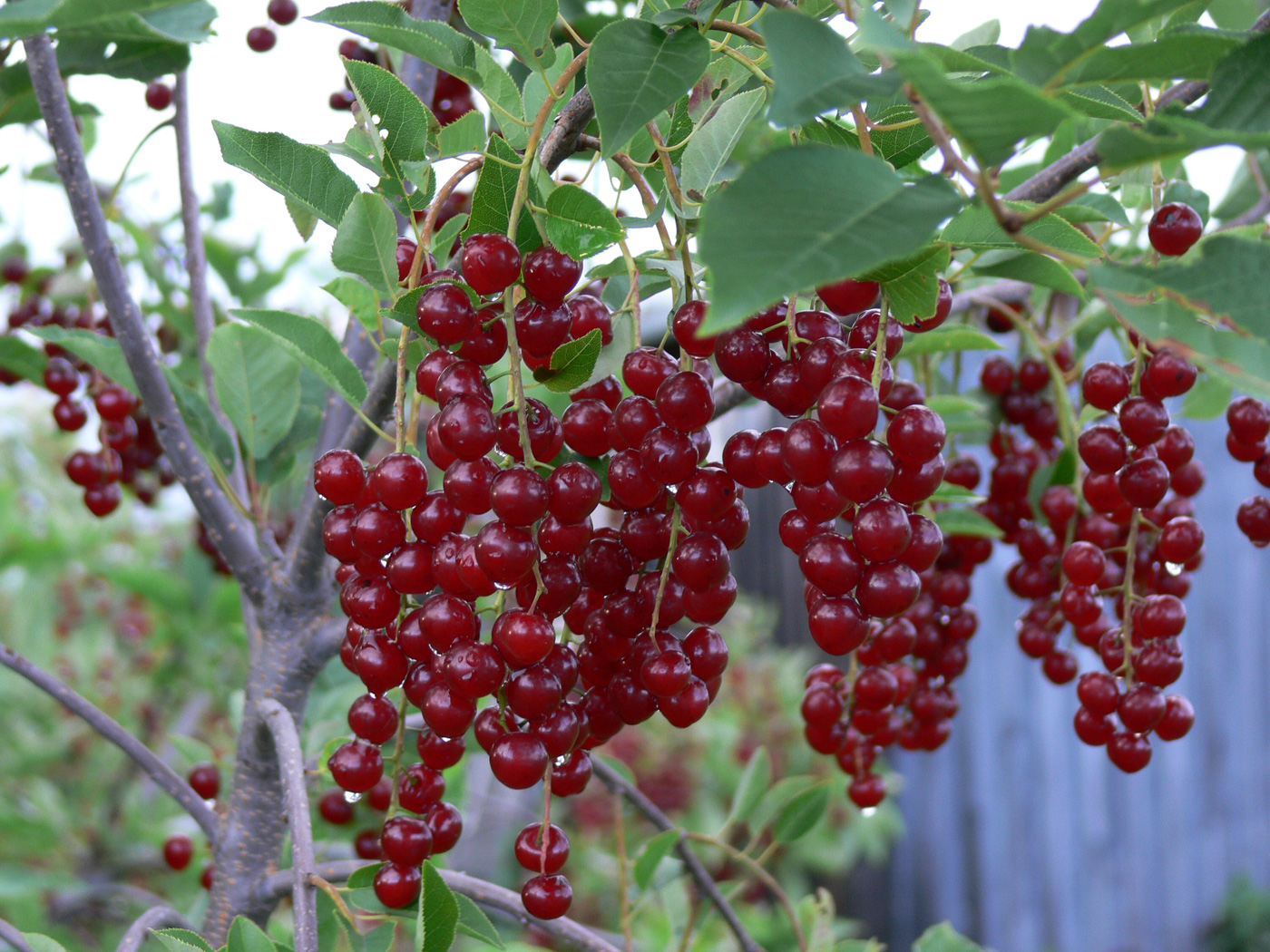 Image of Padus virginiana specimen.