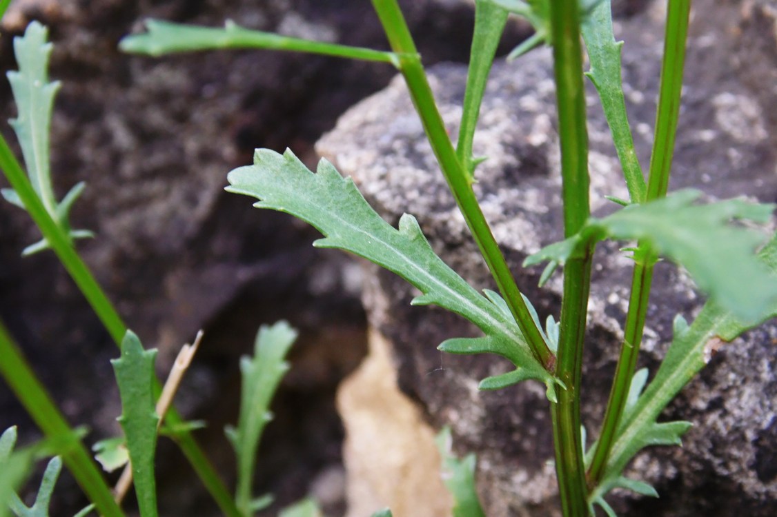 Image of Leucanthemum vulgare specimen.