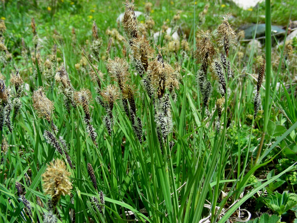 Изображение особи Carex orbicularis.